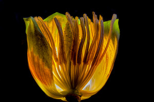 Tulip Poplar Flower Aglow