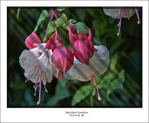 024-Victoria Gardens Pink buds