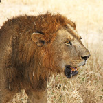 029-Simba in the Serengeti