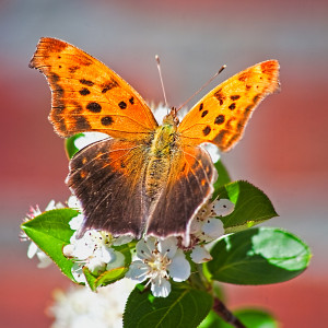 Butterfly Bloom Glen Kerr (23 Points)