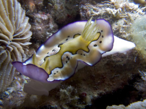 Third Place Nudibranch smaller than your Pinky - Donna Dominic