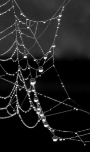 Miss Muffet’s Necklace