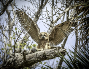 337-Great Horned Owl’s First Flight